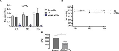 Metabolic Adaptation of Paracoccidioides brasiliensis in Response to in vitro Copper Deprivation